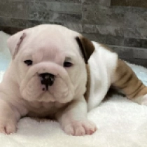 Freya, red and white Bulldog for sale