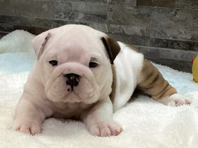 Bulldog puppy for sale
