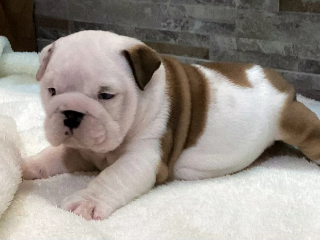 Bulldog puppy for sale