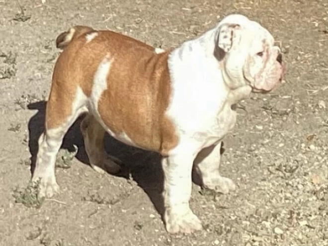 Bulldog puppy for sale