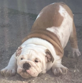 Bulldogge Welpe kaufen