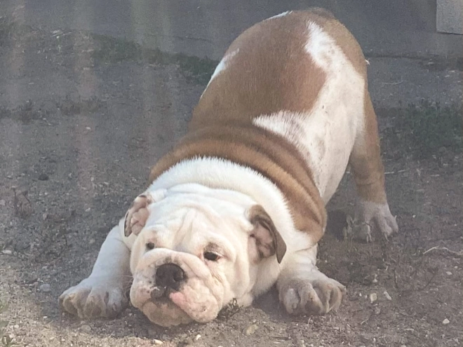 Bulldog puppy for sale