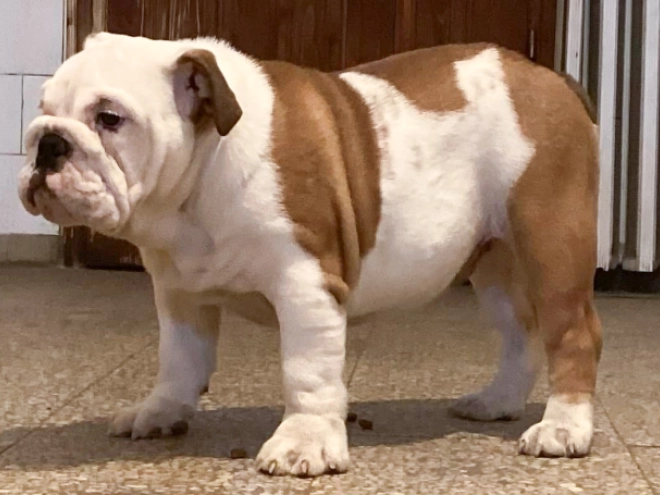 Bulldog puppy for sale