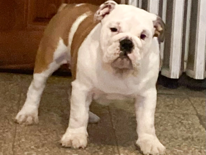 Bulldog puppy for sale