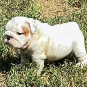 Perros Bulldog en venta