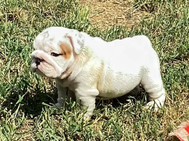 Bulldogge Welpe kaufen