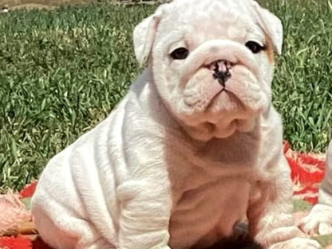 Bulldogge Welpe kaufen