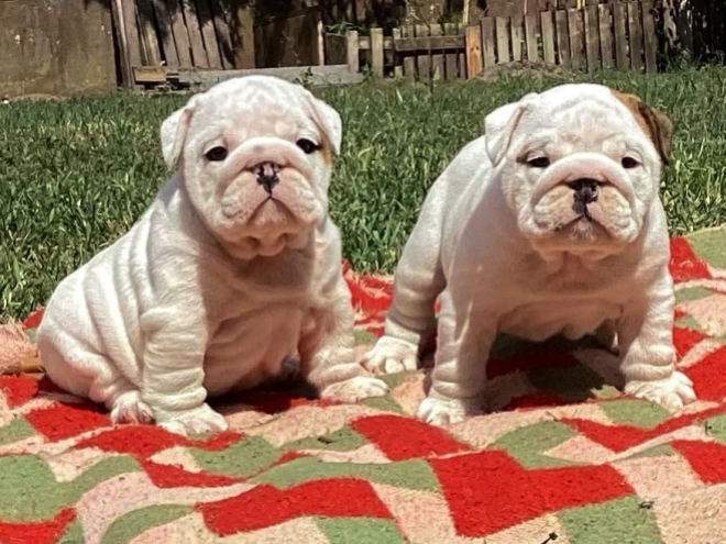 Bulldogge Welpe kaufen