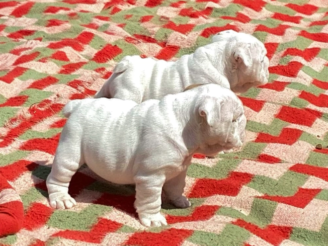 Bulldogge Welpe kaufen