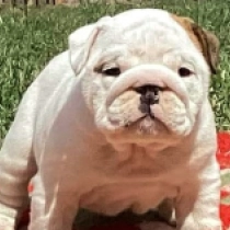 Fancy, white with markings Bulldog en venta