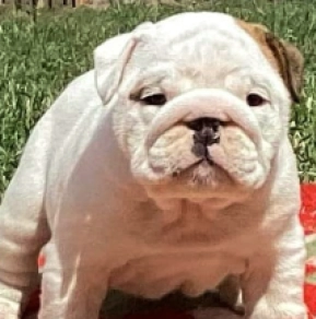 Perros Bulldog en venta