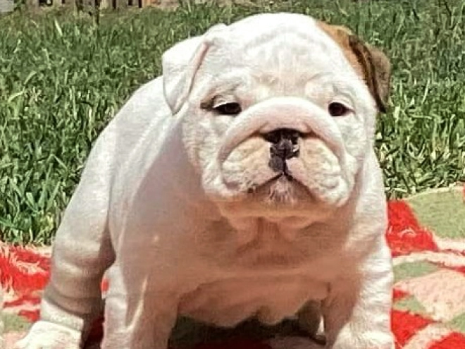 Bulldog puppy for sale