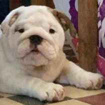 Fancy, white with markings Bulldog for sale