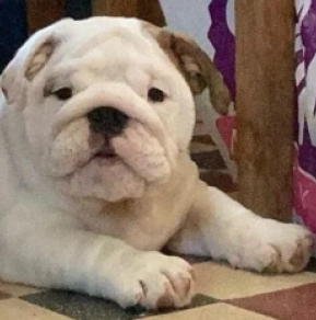 Bulldog puppy for sale