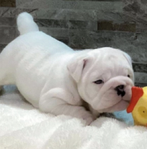 Perros Bulldog en venta