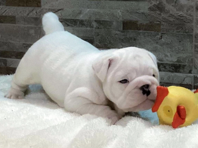 Bulldogge Welpe kaufen