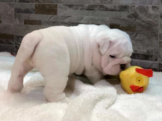 Bulldogge Welpe kaufen