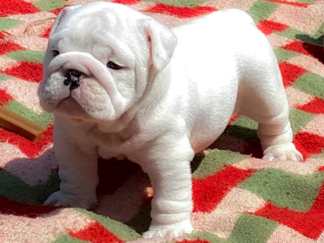 Bulldogge Welpe kaufen