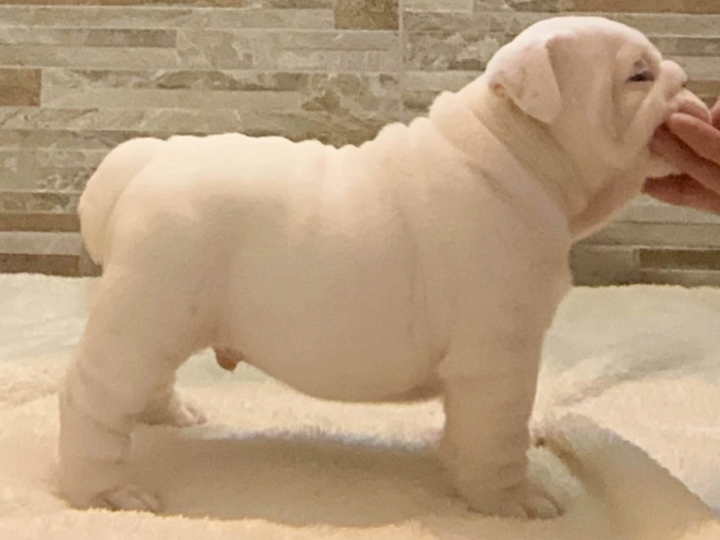 Bulldogge Welpe kaufen