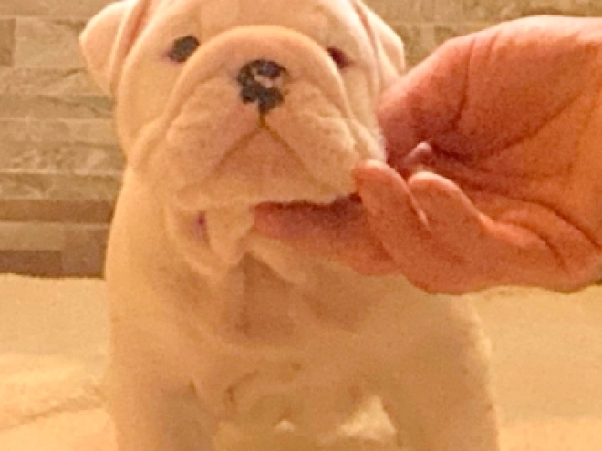 Bulldogge Welpe kaufen