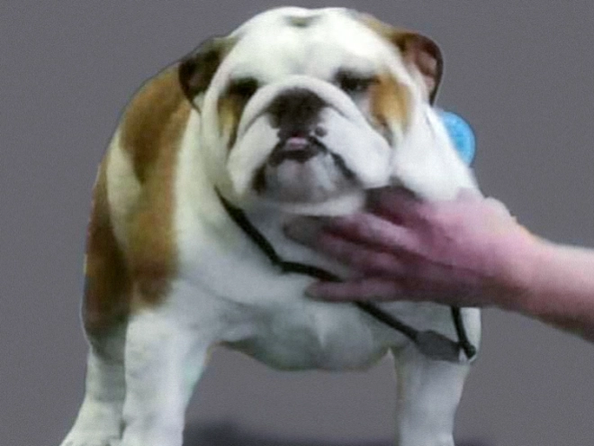 Bulldogge Welpe kaufen