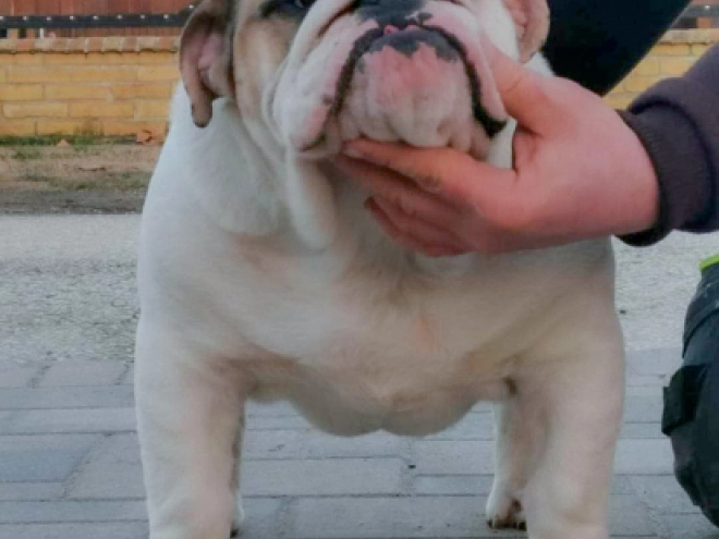 Bulldogge Welpe kaufen