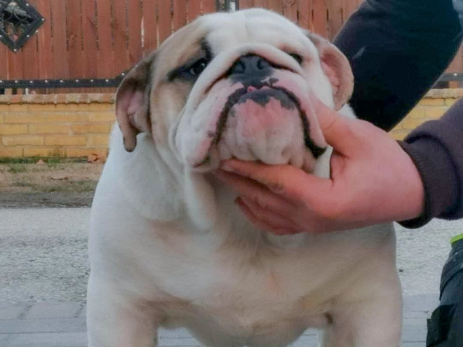 Bulldogge Welpe kaufen