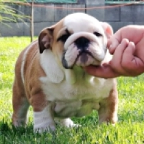 Lil’ Kim, red and white Bulldogge Welpen kaufen
