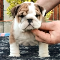 Lolla, red and white Bulldogge Welpen kaufen
