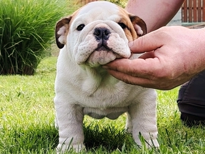 Bulldog puppy for sale
