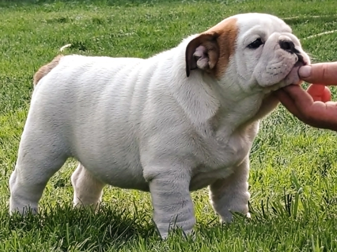 Bulldog puppy for sale