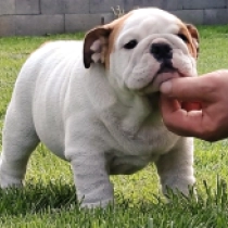 Alfred the Great, white with red markings Bulldog for sale