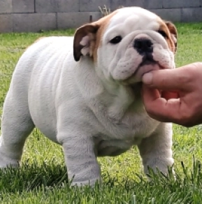 Bulldogge Welpe kaufen