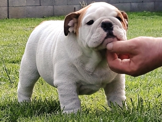 Bulldog puppy for sale