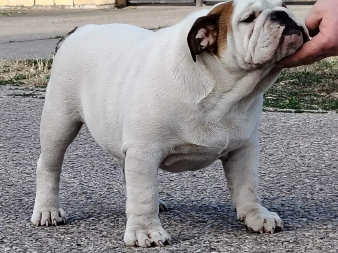 Bulldog puppy for sale