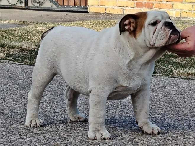 Bulldog puppy for sale