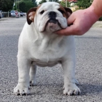 Alfred the Great, white with red markings Bulldogge Welpen kaufen