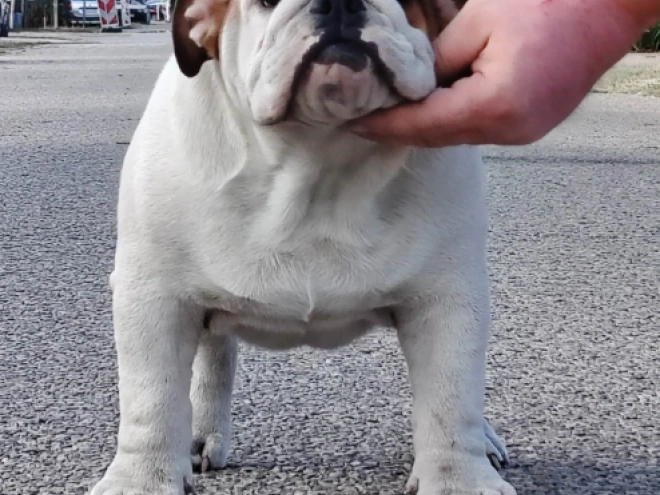 Bulldog puppy for sale
