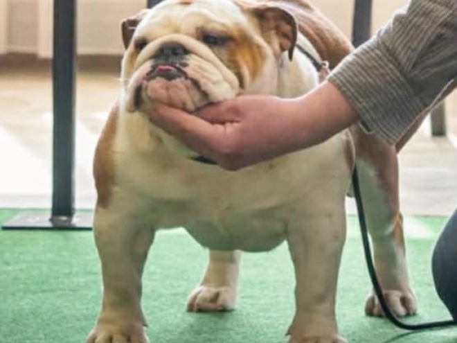 Bulldog puppy for sale