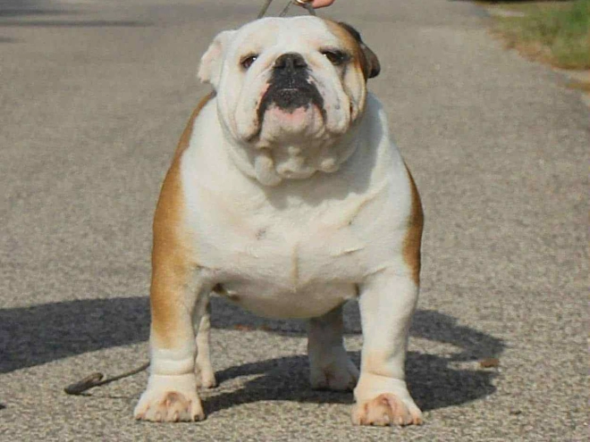 Bulldog puppy for sale