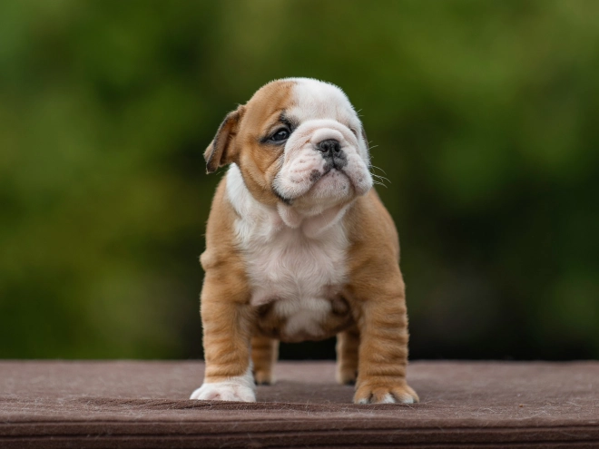 Bulldog puppy for sale