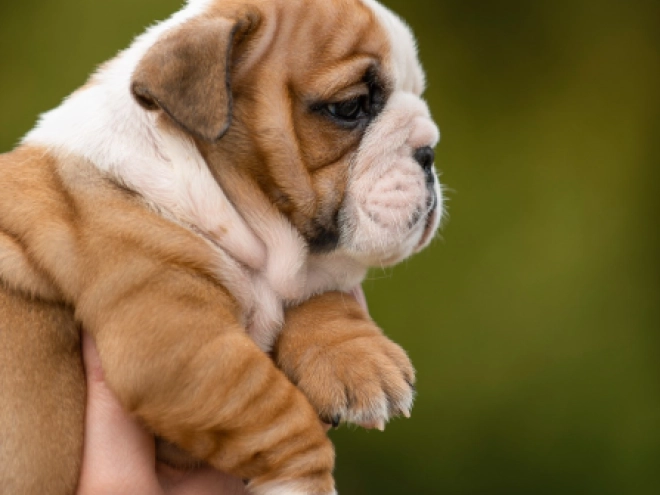 Bulldog puppy for sale
