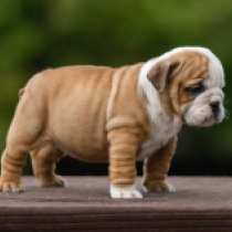 Bulldog puppy for sale