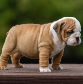 Bulldog puppy for sale