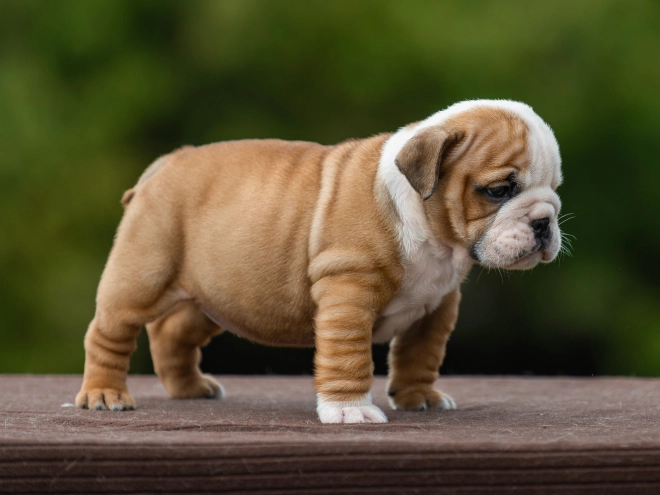 Bulldog puppy for sale