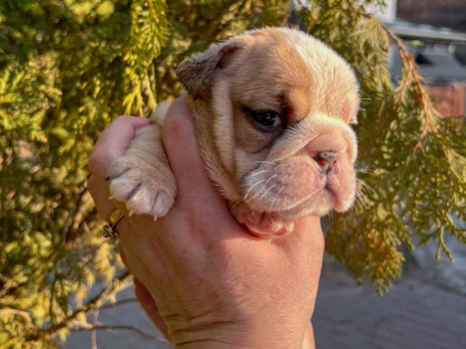 Bulldog puppy for sale