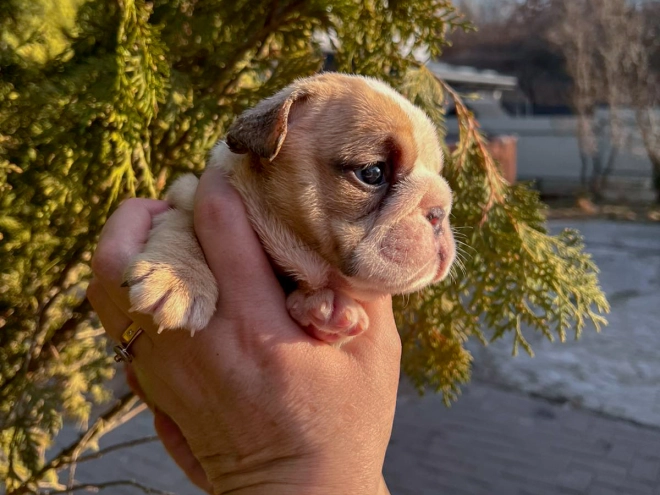 Bulldog puppy for sale