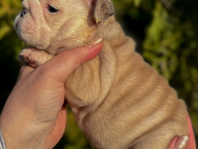 Bulldog puppy for sale