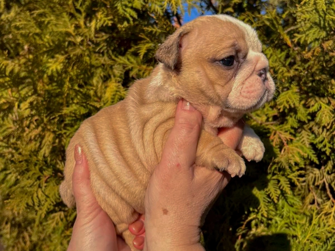 Bulldog puppy for sale