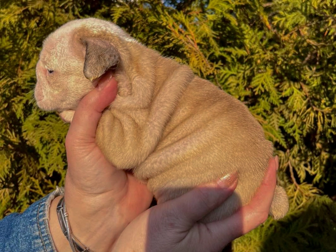 Bulldog puppy for sale
